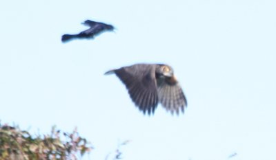 091002-c Great Horned Owl - Duxbury Beach - H Pines.jpg