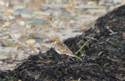 091002-b Lapland Longspur - imm - Duxbury Beach.jpg