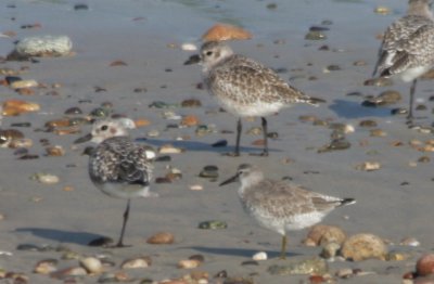 Red Knot - basic plumage - Duxbury Beach MA 10-04-2009