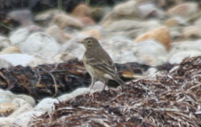 American Pipit - Duxbury Beach MA 10-04-2009