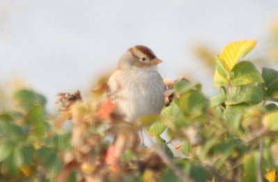 White-crowned . Sparrow  imm.  -Duxbury Beach MA  10-15-2009.jpg