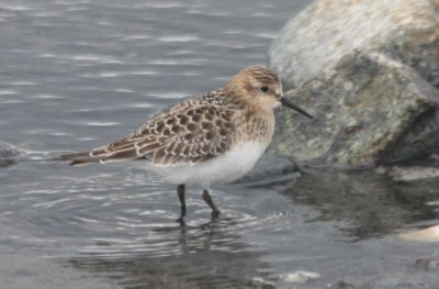 Baird's Sandpiper -Duxbury Beach MA - Crescent  10-17-2009