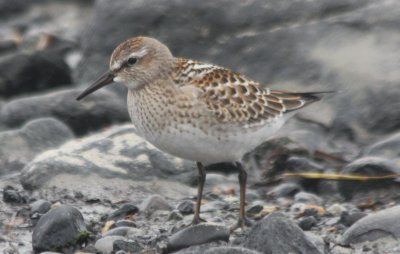 White-rumped Sandpiper - juv - Duxbury Beach MA -Crescent  10-17-2009