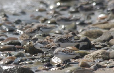 May 30-2010   Flock of Sanderlings (?)on Duxbury Beach, MA