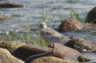 Red Knot - molting  -  Duxbury Beach MA   June 15, 2010