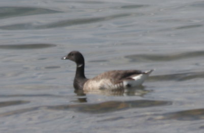 American Brant - Duxbury Beach - July 10, 2010