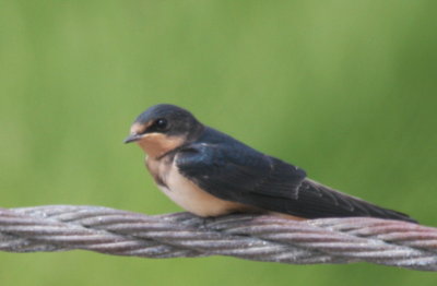 Barn Swallow - juvenile - Duxbury Beach, MA  - July 10, 2010