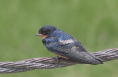 Barn Swallow - juvenile - Duxbury Beach, MA  - July 10, 2010