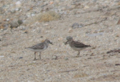 Caladris sadpipers (a/k/a peep) - Duxbury Beach, MA  July 10, 2010