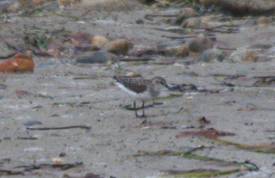 Semipalmated Sandpiper - Duxbury Beach, MA  July 10, 2010
