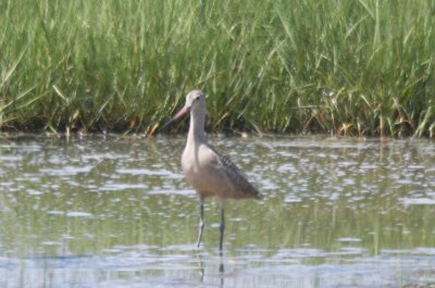 Marbled Godwit - Duxbury Beach,MA  -July 24, 2010