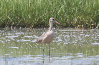Marbled Godwit - Duxbury Beach,MA  -July 24, 2010