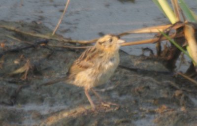 100731 Saltmarsh Sparrow - worn Juv at High Pines