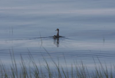Willet swimming in Bay off High Pines - Aug. 7, 2010