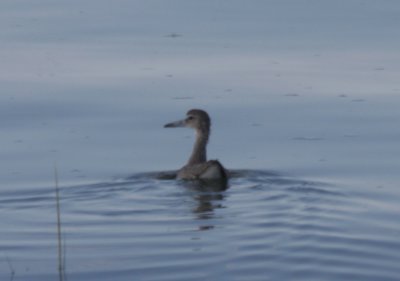 Willet swimming in Bay off High Pines - Aug. 7, 2010