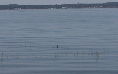 Willet swimming in Bay off High Pines - Aug. 7, 2010