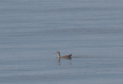 Willet swimming in Bay off High Pines - Aug. 7, 2010