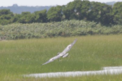 Great Blue Heron with big eel in Gurnet marsh  2010-08-07