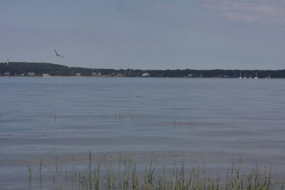 Willet swimming in Bay off High Pines - Aug. 7, 2010