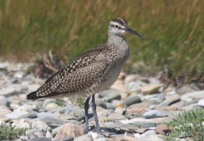 Whimbrel - juv. Duxbury Beach, MA   08-21-2010.jpg