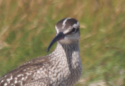 Whimbrel - juv. Duxbury Beach, MA 08-21-2010.jpg