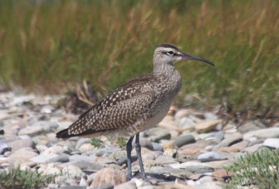 Whimbrel - juv. Duxbury Beach, MA 08-21-2010.jpg