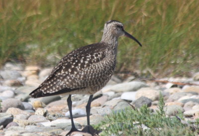 Whimbrel - juv. Duxbury Beach, MA 08-21-2010.jpg