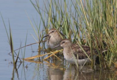 2 Least Sandpipers resting in Plum Hills panne - 08-28-2010