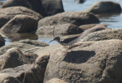 Spotted Sandpiper at Gurnet boat hole - 08-28-2010
