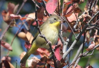 Common Yellowthroat - first fall male - Duxbury Beach, MA - 09-06-2010