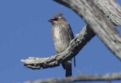 Cedar Waxwing - Juvenile -Duxbury Beach, MA -09-06-2010