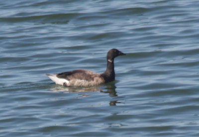 Brant (oversummering) - Duxbury Beach, MA - 09-06-2010