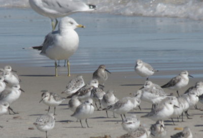 Dunlin -first of season with Sanderlings - Duxbury Beach, MA - 09-06-2010