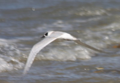 Forster's Tern - wing pattern - Duxbury Beach, MA - 09-06-2010