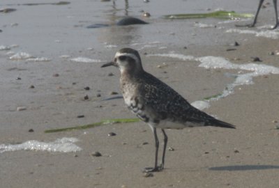 Golden Plover - Duxbury Beach, MA - 9-24-2010