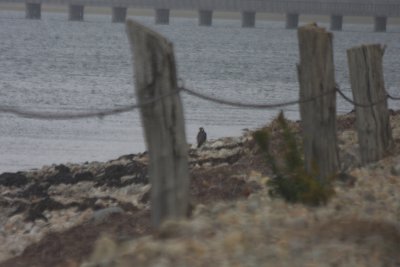 Peregrine Falcon imm.- Brief encounter - Duxbury Beach MA  Oct 4, 2010