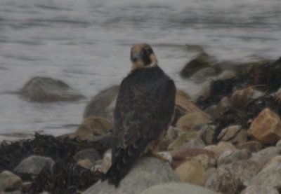Peregrine Falcon - immature - Duxbury Beach MA   Oct 4, 2010