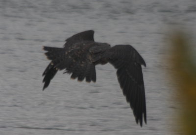 Peregrine Falcon - immature - Duxbury Beach MA   Oct 4, 2010