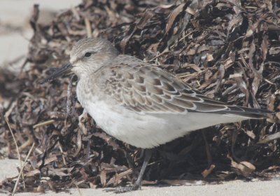 White-rumped Sandpiper  - Duxbury Beach MA  10-09-2010