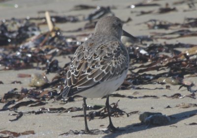  White-rumped Sandpiper  - Duxbury Beach MA  10-09-2010