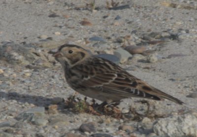 a.  Lapland Longspur  Duxbury Beach MA  10-11-2010