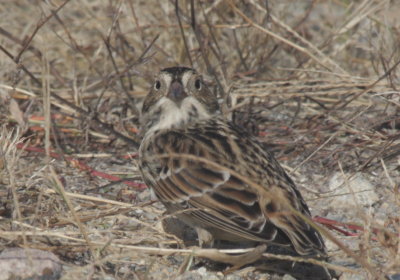 f.  Lapland  Longspur  Duxbury Beach MA  10-11-2010