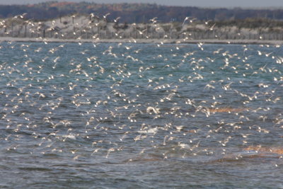 Dunlin et al Gurnet Point - Duxbury Beach MA   10-29-2010
