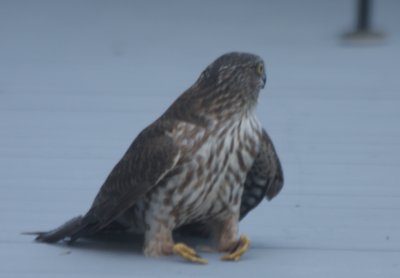 Sharp-shinned Hawk - juvenile - Duxbury, MA - Nov. 20, 2010