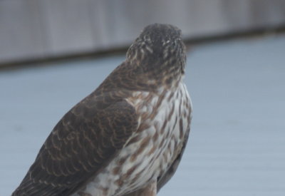 Sharp-shinned Hawk - juvenile - Duxbury, MA - Nov. 20, 2010