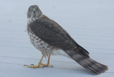 Sharp-shinned Hawk - juvenile - Duxbury, MA - Nov. 20, 2010