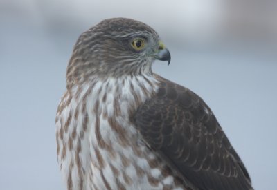 Sharp-shinned Hawk - juvenile - Duxbury, MA - Nov. 20, 2010