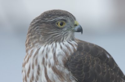 Sharp-shinned Hawk - juvenile - Duxbury, MA - Nov. 20, 2010