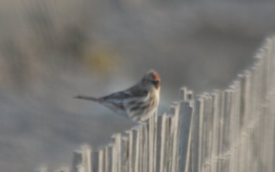 Common Redpoll - Duxbury Beach, MA -  Dec 11, 2010