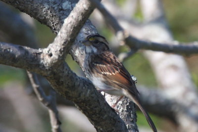 White-throated Sparrow - Duxbury Beach, MA - Sept.13, 2012